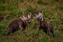 144 Masai Mara, gevlekte hyena